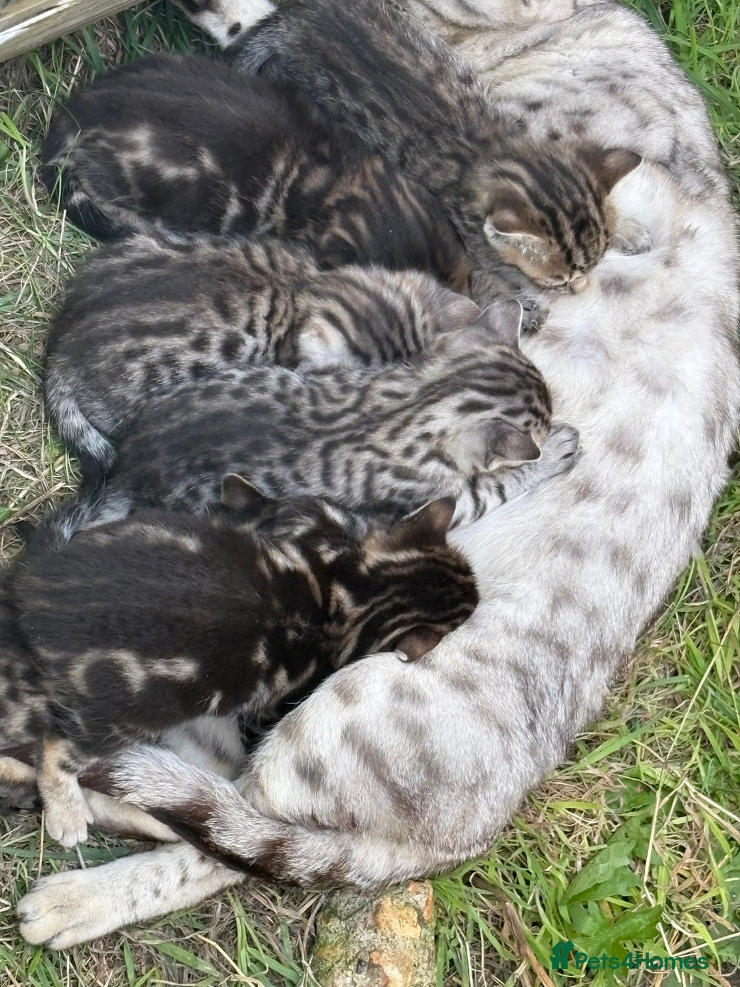 Bengal cats for sale: Beautiful farm reared bengals  - Image 14