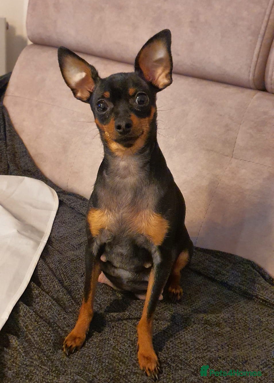 Miniature Pinscher dogs 4 lovely Puppys Prague Ratter (Pražský Krysařík) - Advert 1