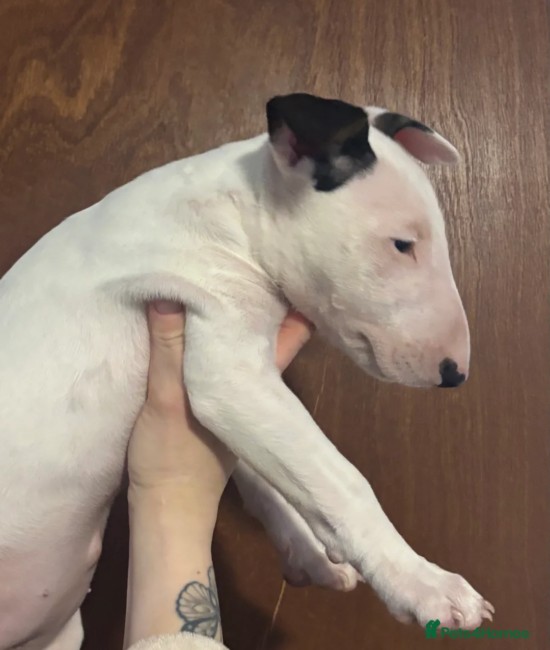 English Bull Terrier dogs for sale: Beautiful bullterrier female  - Advert 6