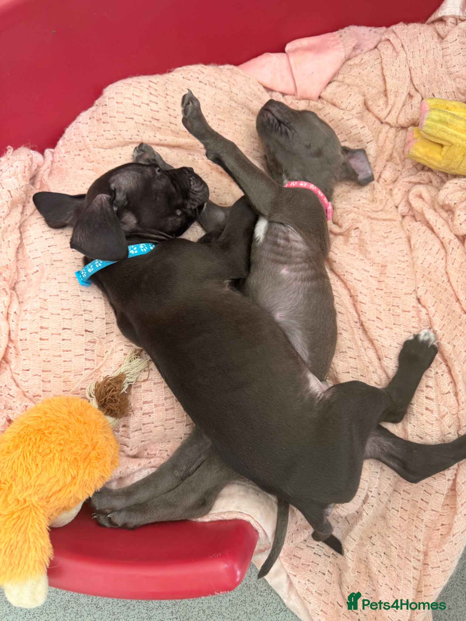 Mixed Breed dogs Puppies ready to go to forever homes - Advert 4