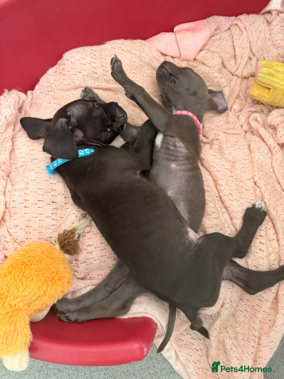 Mixed Breed dogs for sale: Puppies ready to go to forever homes - Advert 1