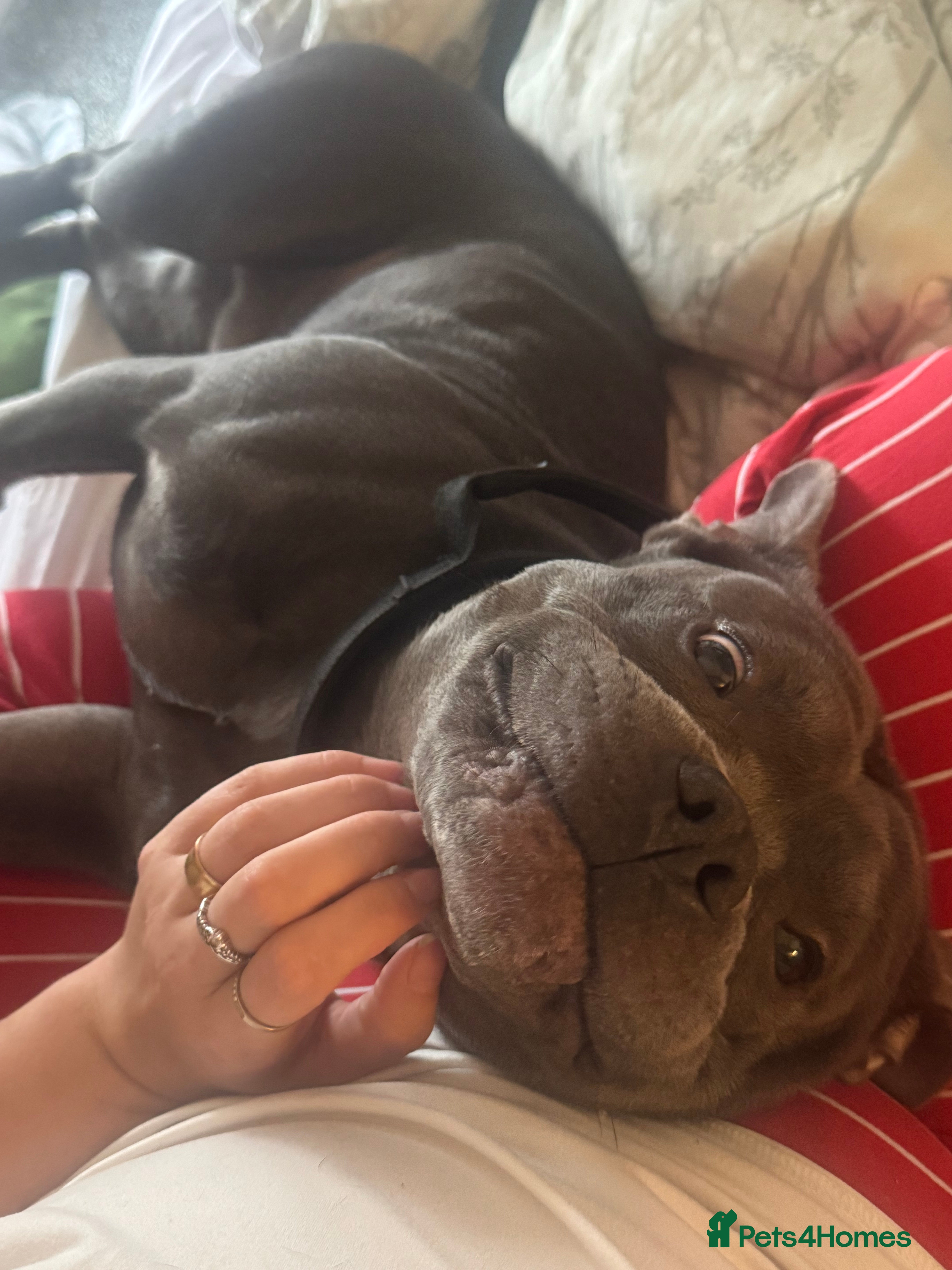 Mixed Breed dogs Bowser – 3-year-old Staffy x pocket bully - Advert 1