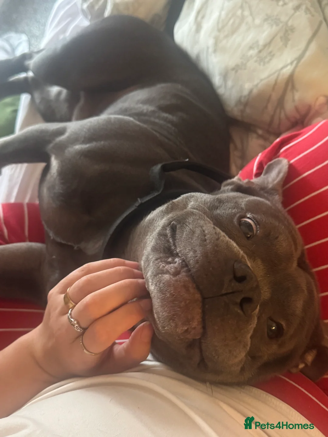 Mixed Breed dogs for sale: Bowser – 3-year-old Staffy x pocket bully - Advert 1