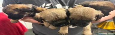 Border Terrier Puppy 4