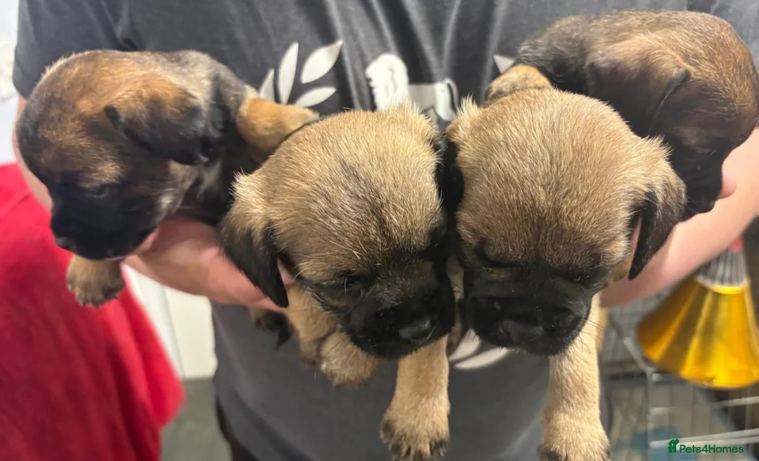 Border Terrier dogs for sale: Border terries puppies - Advert 2