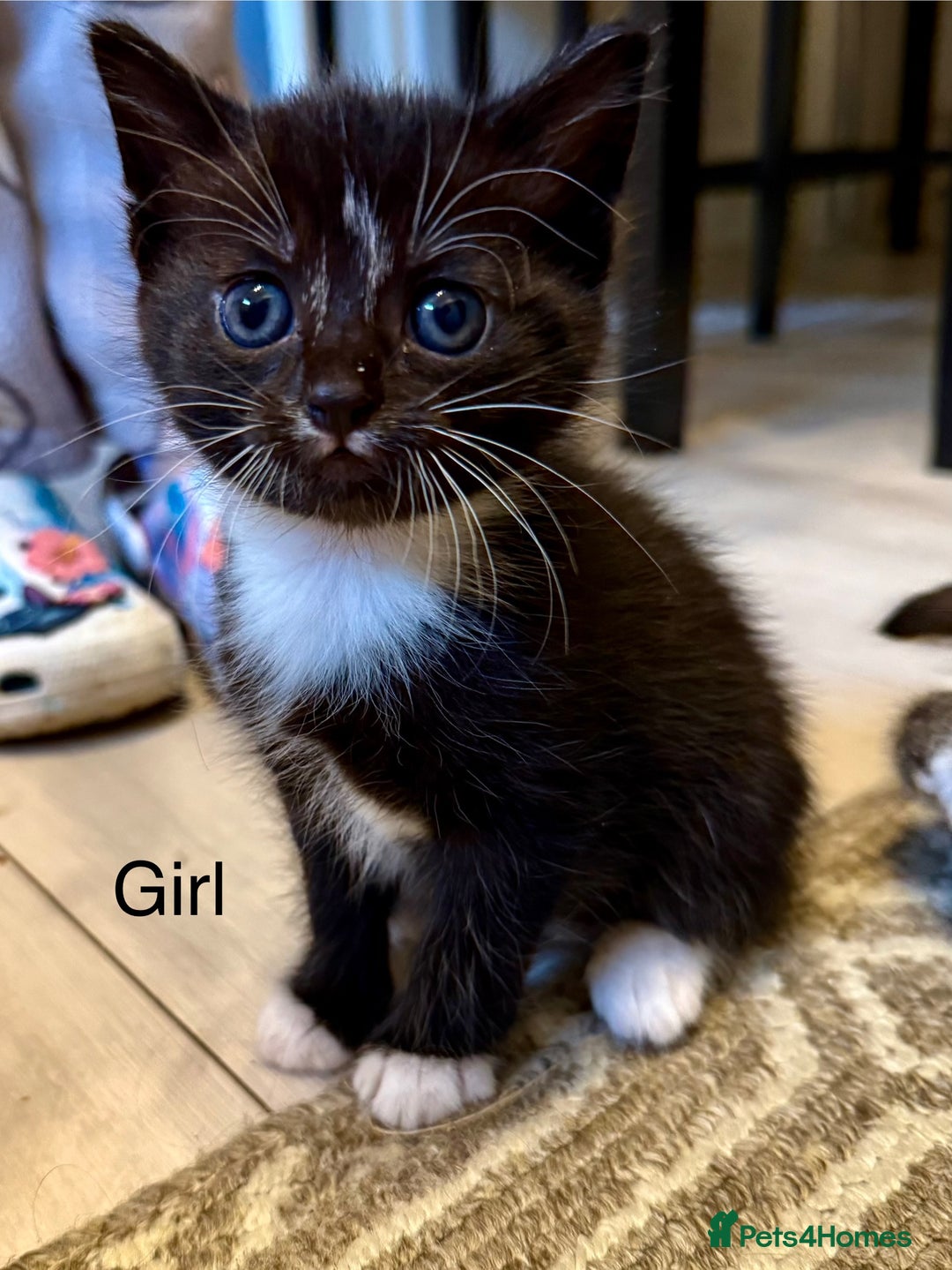 Mixed Breed cats for sale: Adorable kittens  - Image 3