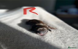 Miniature Dachshund dogs for sale: Waitlist Open! KC Miniature Long Haired Dachshunds - Image 7
