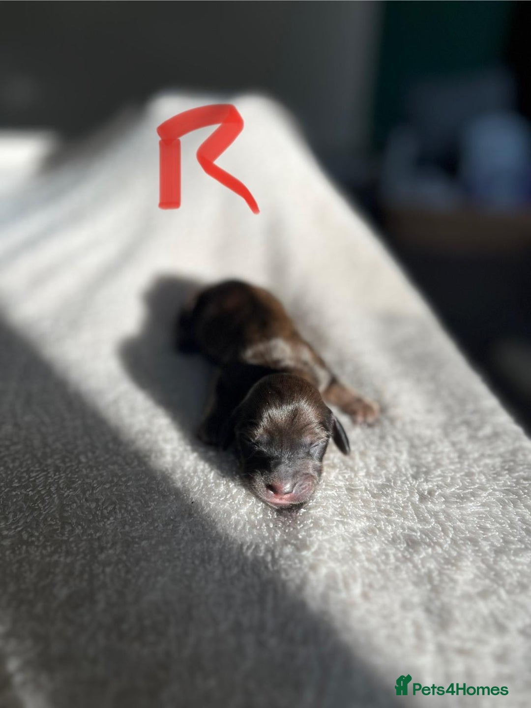 Miniature Dachshund dogs for sale: Waitlist Open! KC Miniature Long Haired Dachshunds - Image 7