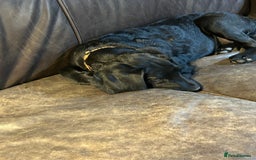 Labradoodle dogs for sale: Ready to go - Fantastic F1 Labradoodles (black) - Image 6