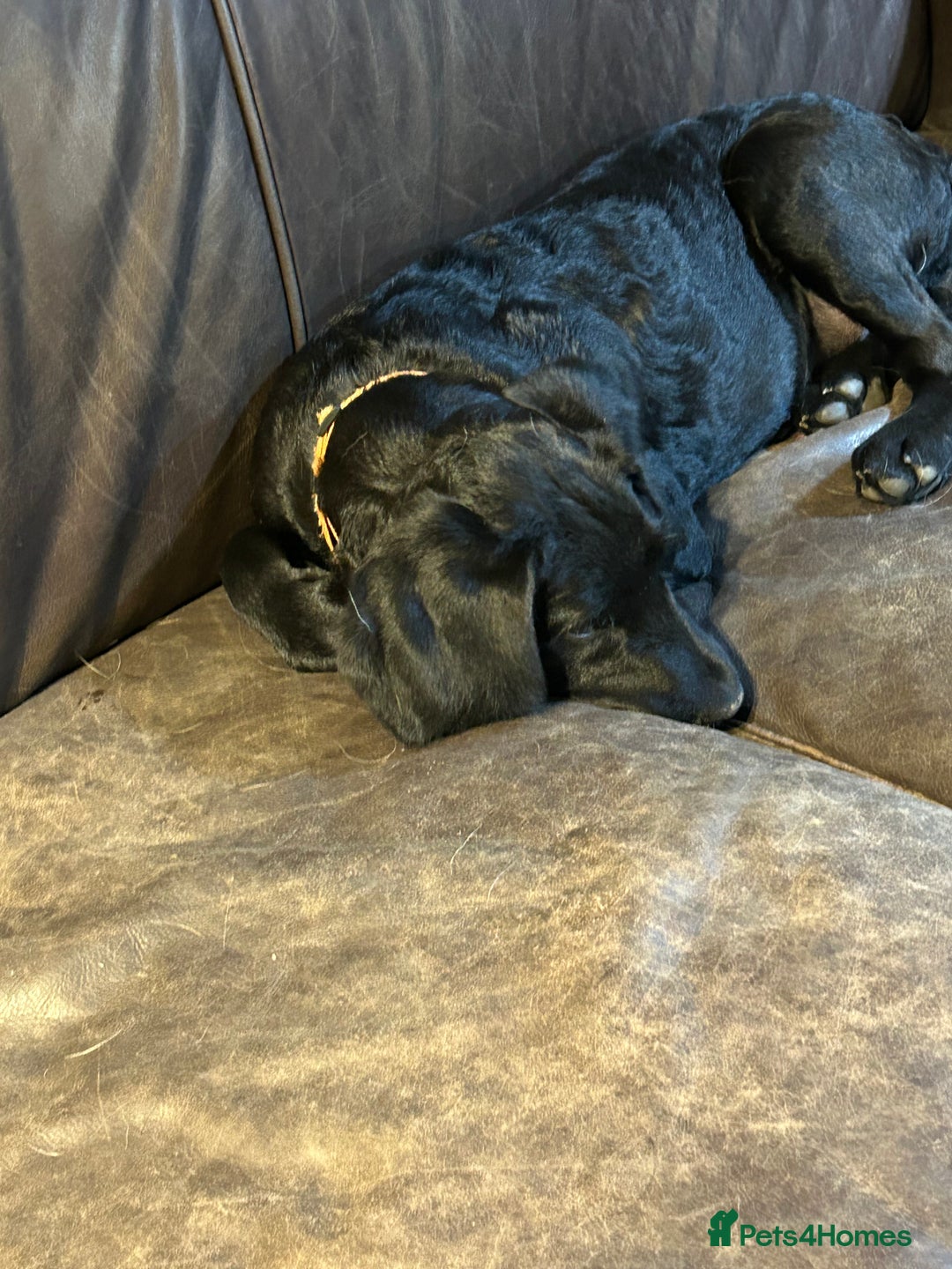 Labradoodle dogs for sale: Ready to go - Fantastic F1 Labradoodles (black) - Image 6