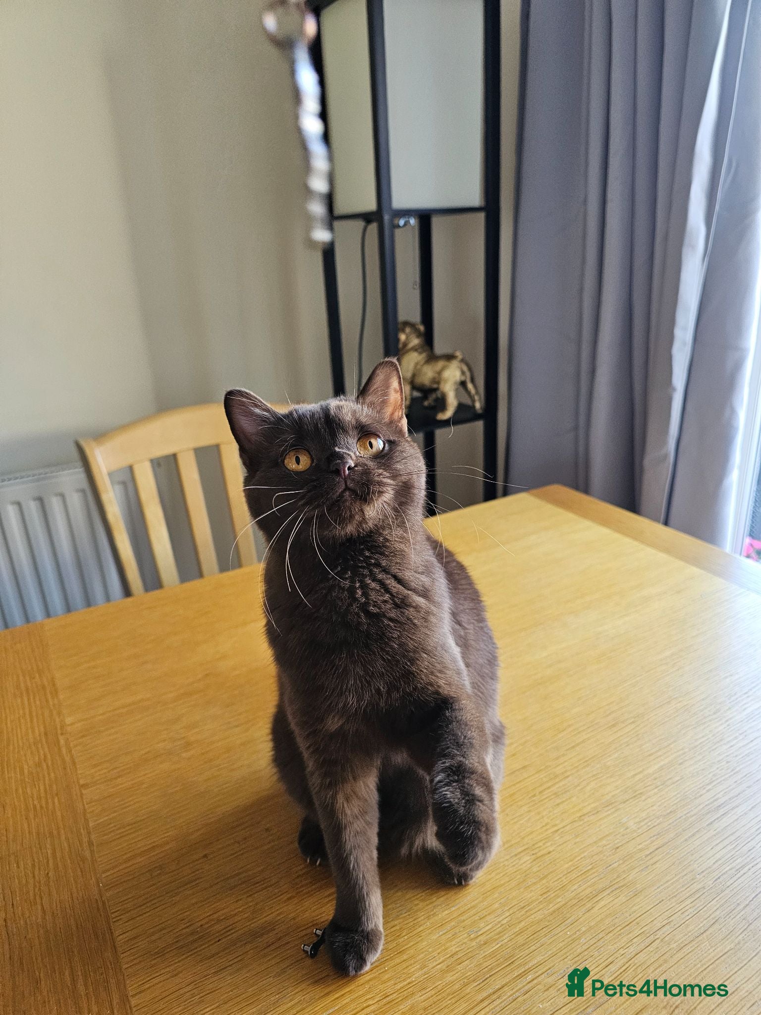 British Shorthair cats Active chocolate female  - Advert 2