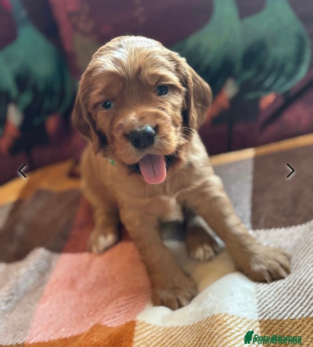 Cocker Spaniel dogs for stud: Proven KC Working cocker spaniel standing at stud in Wigan - Advert 9