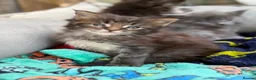 Maine Coon cats for sale: Purebred Maine Coon Kittens.Blue,Black Smoke,Tabby - Advert 18