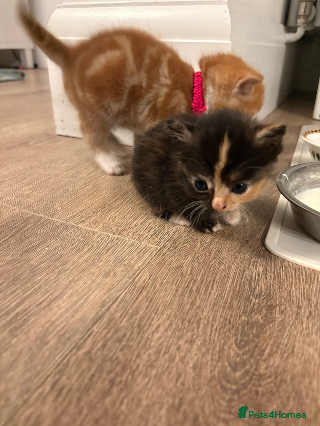 Mixed Breed cats for sale: Beautiful female Kitten 4 weeks old  - Advert 5