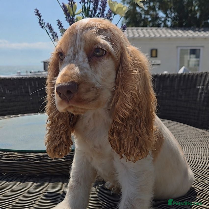Cocker Spaniel dogs Exceptional True Show winning Champion Cockers. - Advert 1
