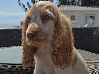 Cocker Spaniel dogs Exceptional True Show winning Champion Cockers. - Advert 6