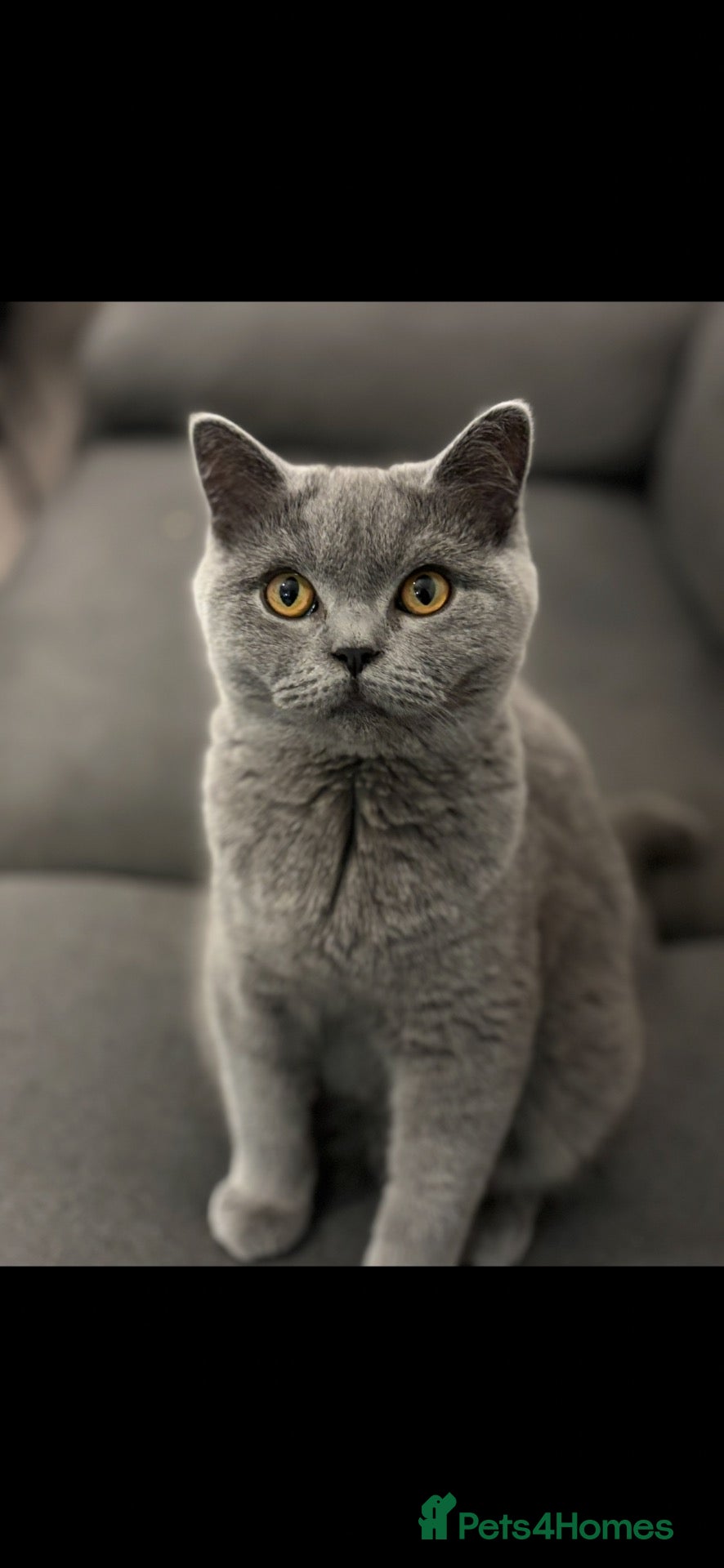 British Shorthair cats Gorgeous British Shorthair Girl Colour point - Advert 1