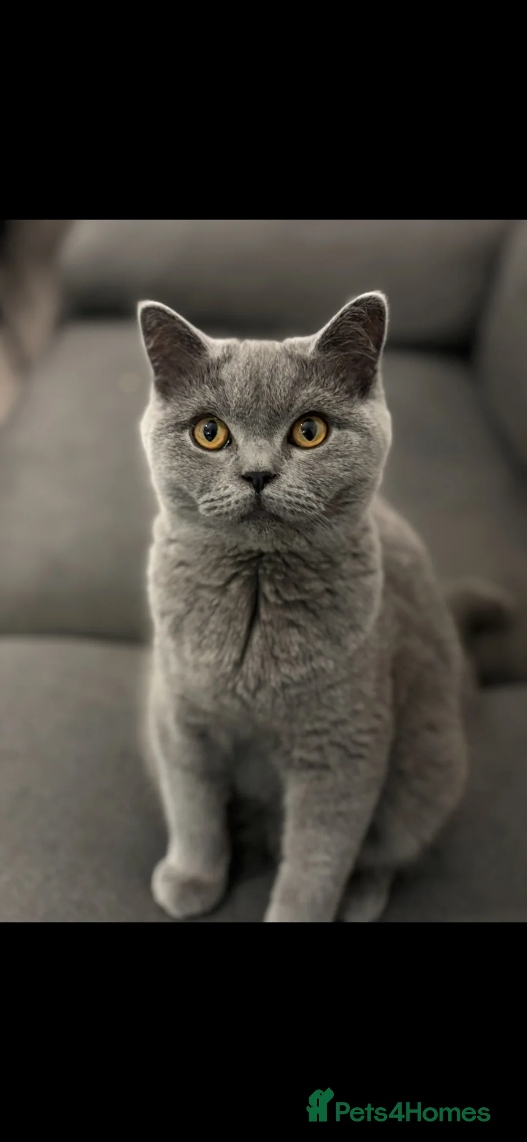 British Shorthair cats for sale: Gorgeous British Shorthair Girl Colour point - Advert 1