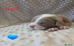 Mixed Breed dogs for sale: Old english bulldross cross american bulldog 😍❤️  - Advert 7