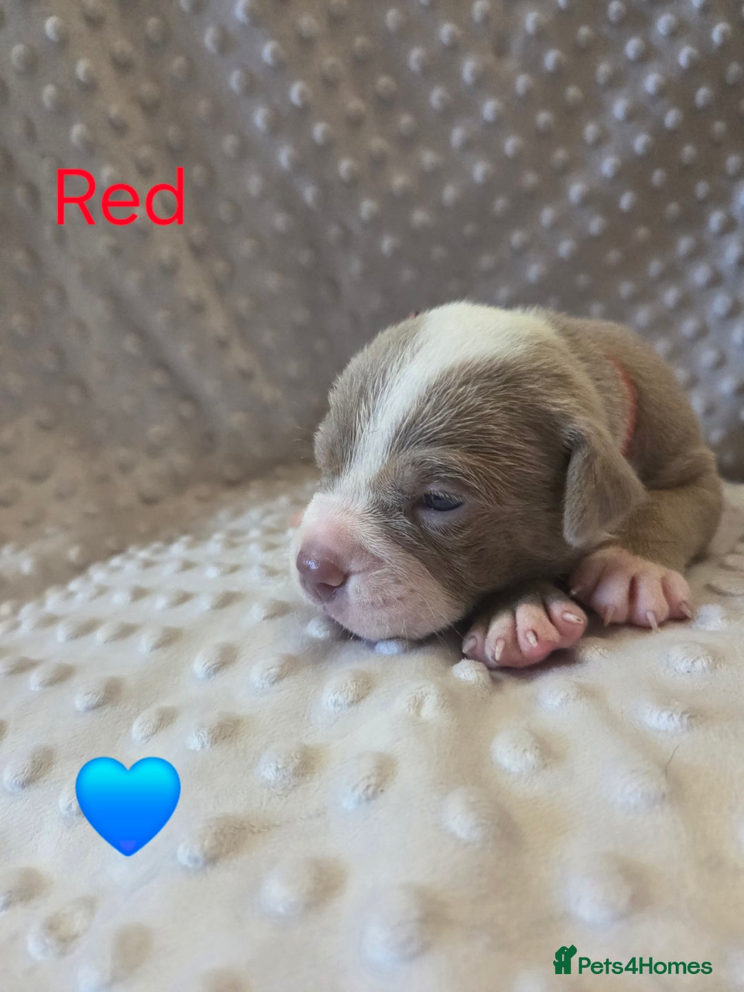 Mixed Breed dogs for sale: Old english bulldross cross american bulldog 😍❤️  - Advert 7