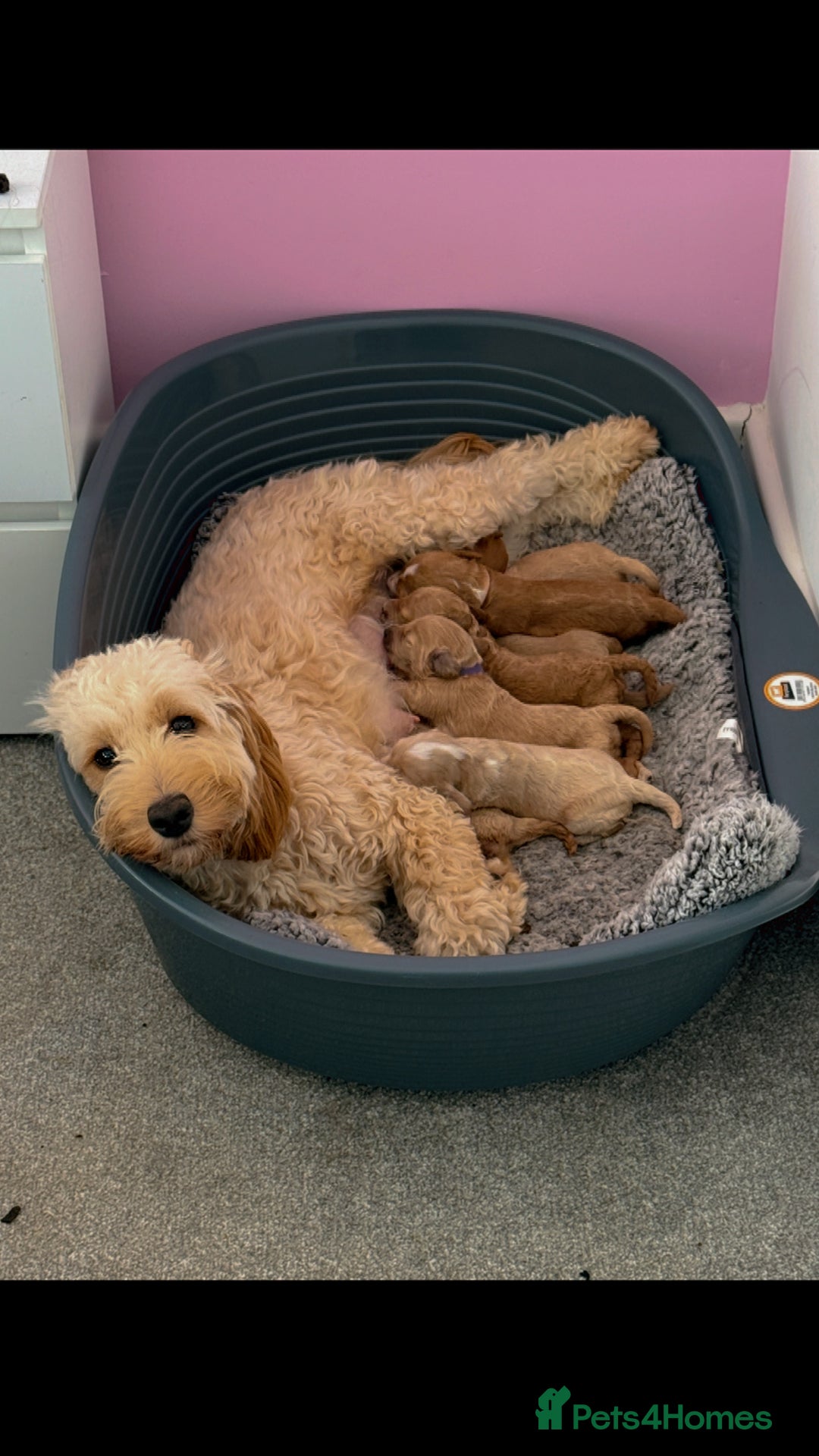 Mixed Breed dogs for sale: Toy Maltipoo X Miniature Labradoodle Puppies - Image 4