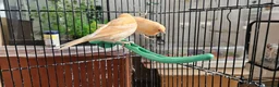 Canaries birds for sale: Four (2 pairs) young canaries - Advert 4