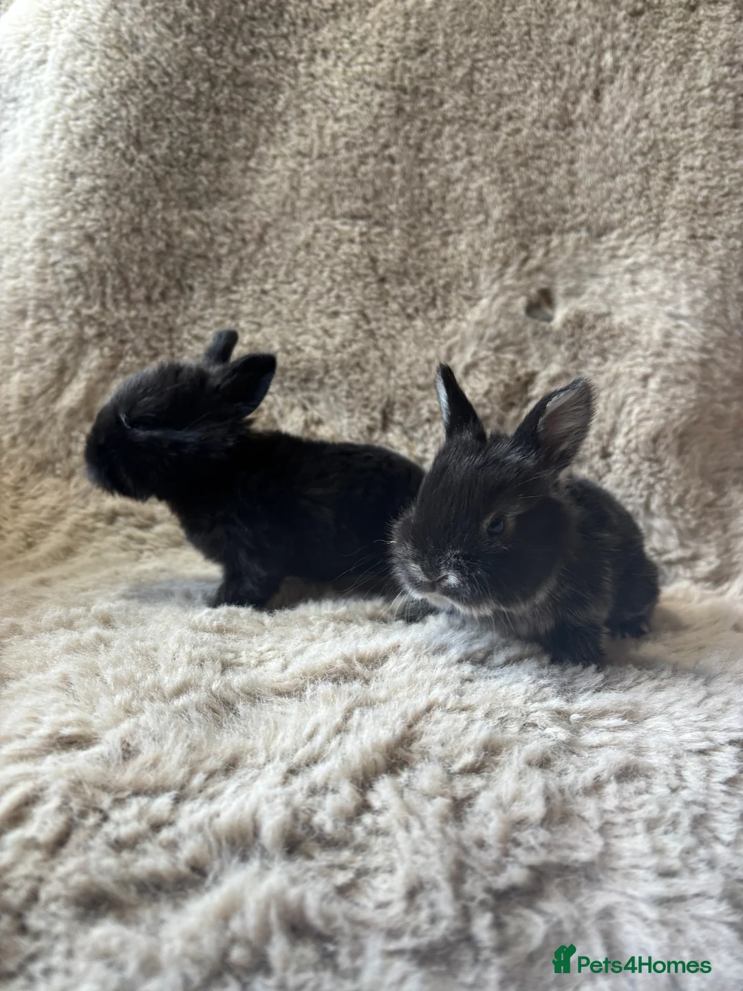 Mixed Breed rabbits for sale:  6 baby Sandellers x Holland lops  - Advert 2