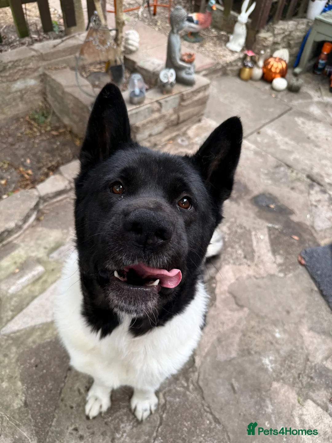 Mixed Breed dogs for sale: Labrakita - Advert 13