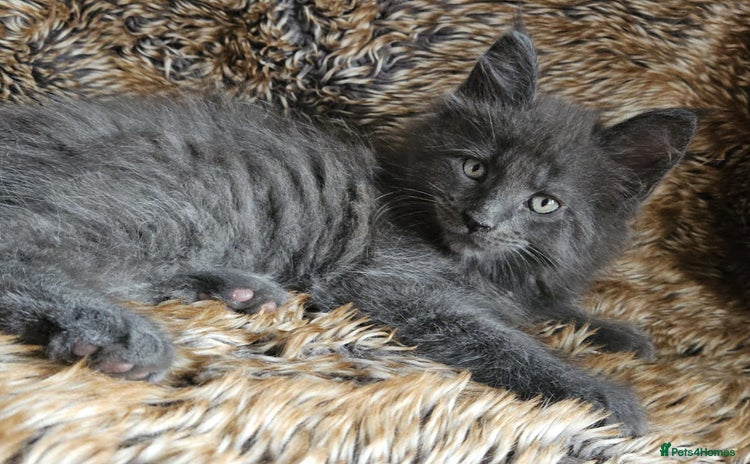 Maine Coon cats - Advert 4