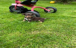 Mixed Breed dogs for sale: Sprollie puppies ❤️ - Image 12