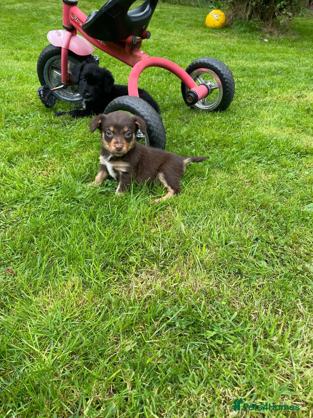 Mixed Breed dogs for sale: Sprollie puppies ❤️ - Image 12