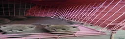 British Shorthair cats for sale: Brithish shorthair kittens ready to go  - Advert 12