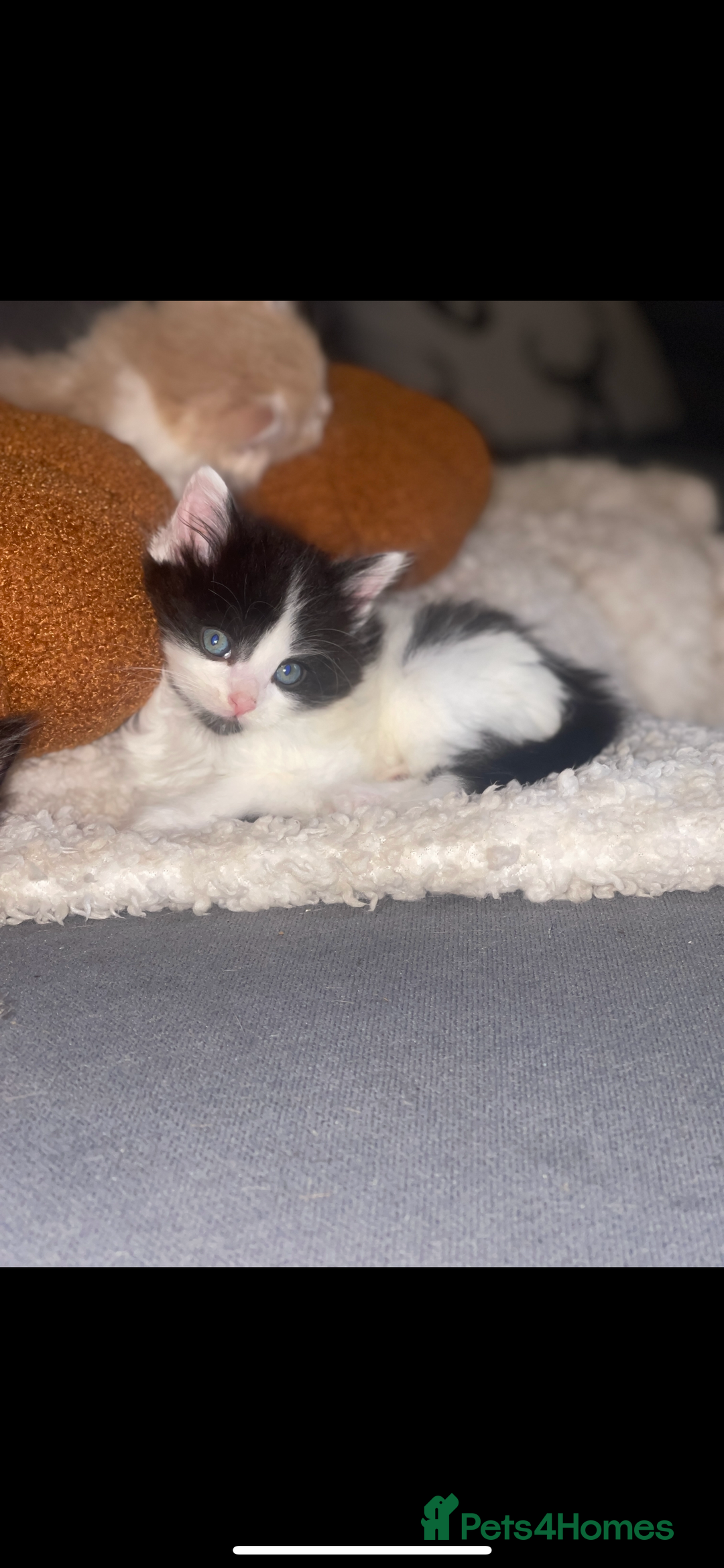 RagaMuffin cats for sale: Ragamuffin kittens for sale  - Image 2
