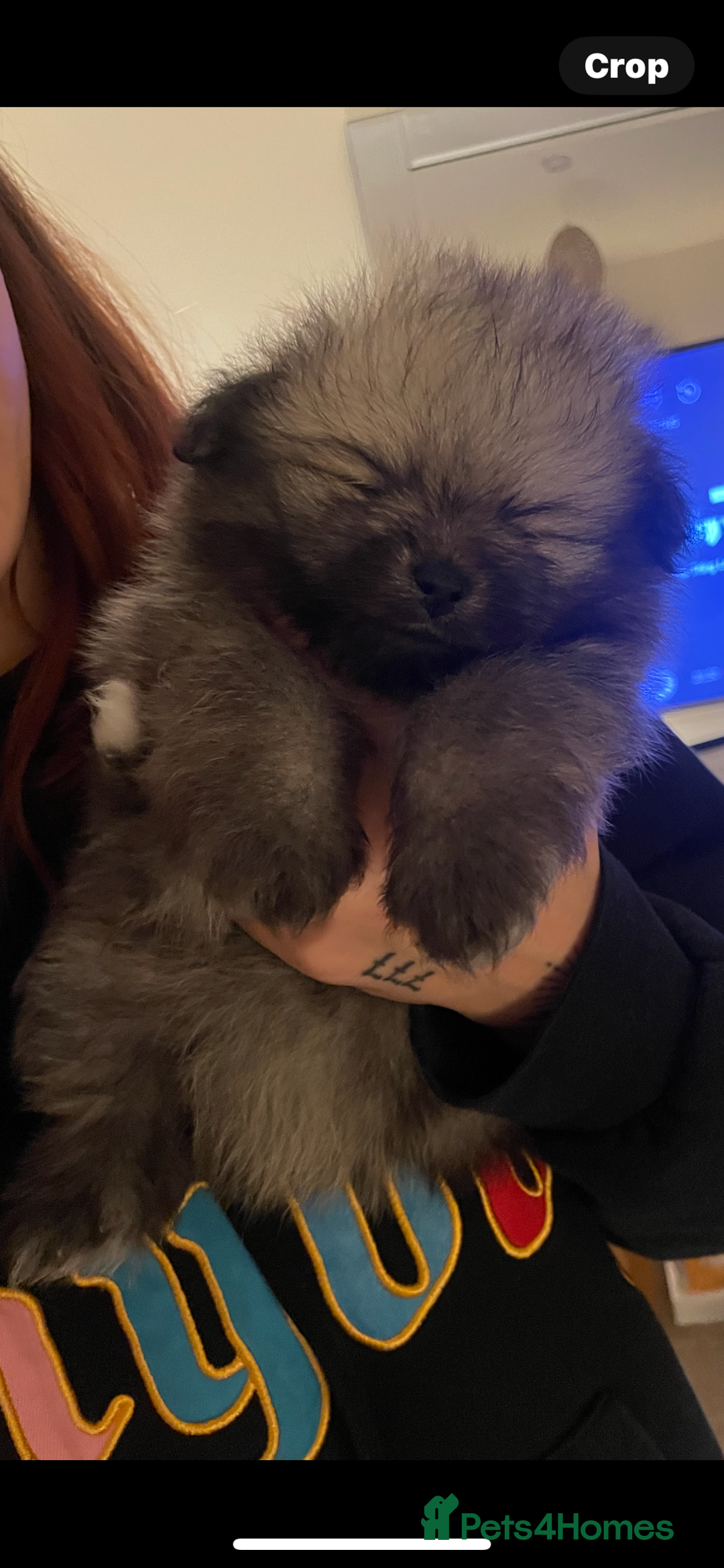 Pomeranian dogs for sale: KC Reg 5⭐️Poms champions & Russian bloodline  - Advert 30