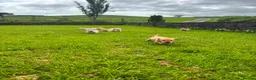 Labrador Retriever dogs for sale: Labrador puppys - Advert 10