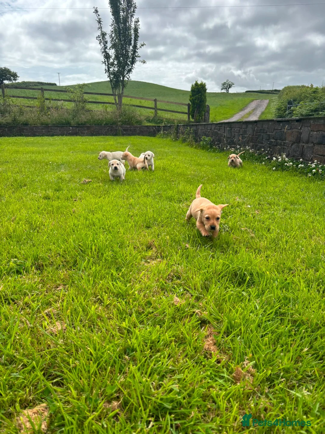 Labrador Retriever dogs for sale: Labrador puppys - Advert 10