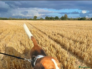 Beagle dogs - Advert 35