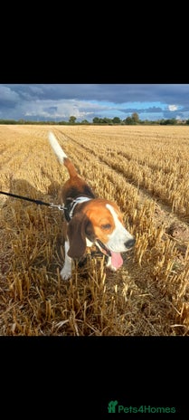 Beagle dogs - Advert 1