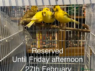Canaries birds Reserved. 3 pairs of canaries for sale - Advert 4