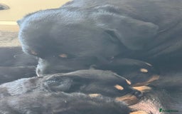 Rottweiler dogs for sale: Stunning large Rottweiler pups - Image 9