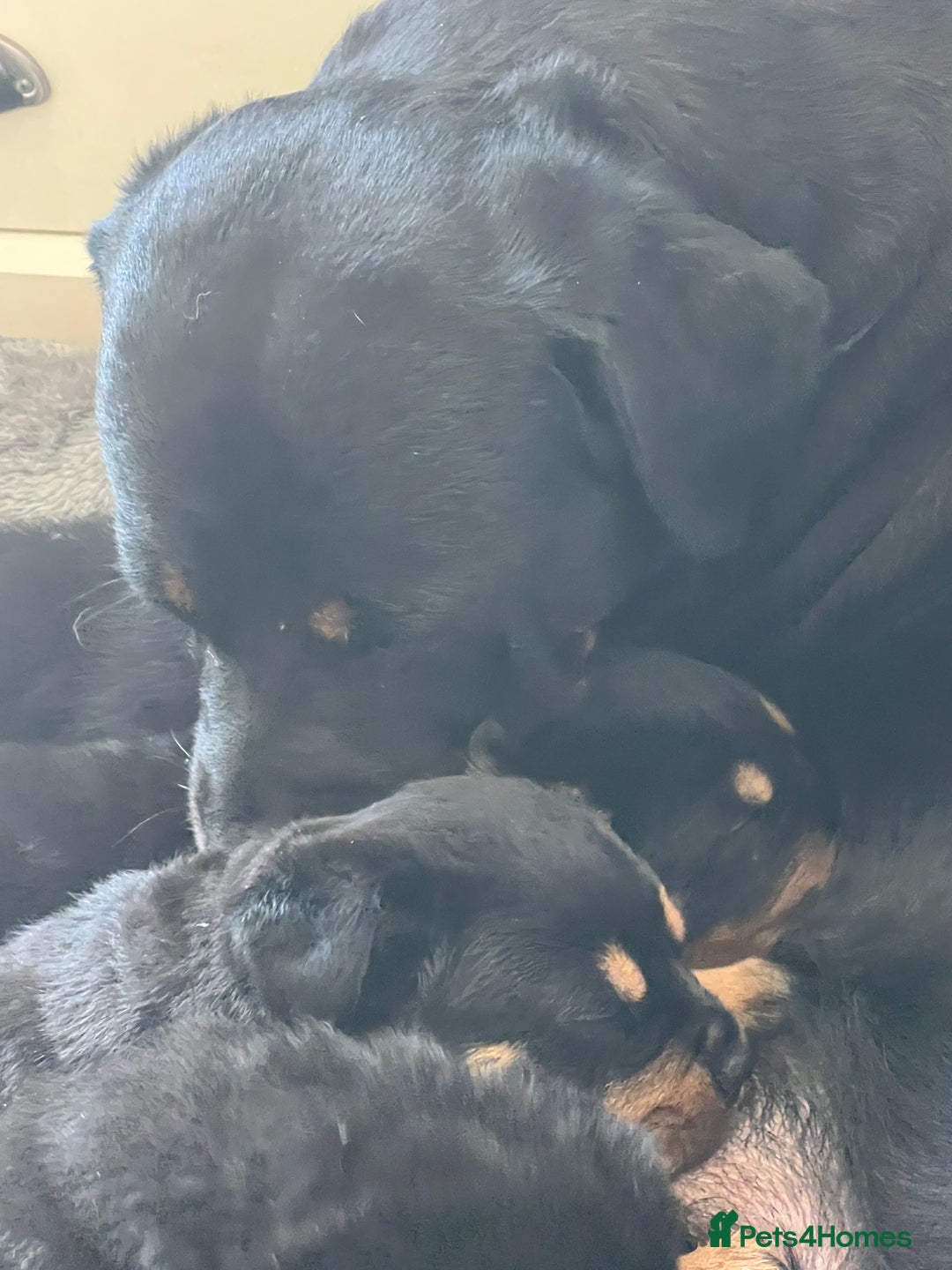 Rottweiler dogs for sale: Stunning large Rottweiler pups - Image 9