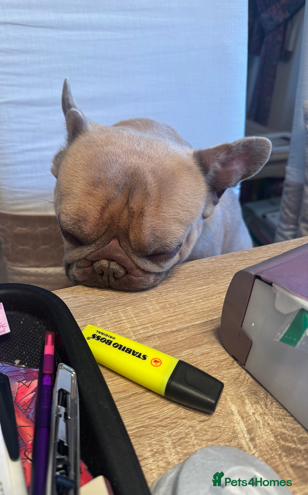 French Bulldog dogs for sale: Reggie - French bulldog  - Image 5