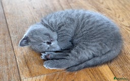 British Shorthair cats for sale: 🌟 Adorable British Shorthair Kittens – Ready! 🌟 - Image 16