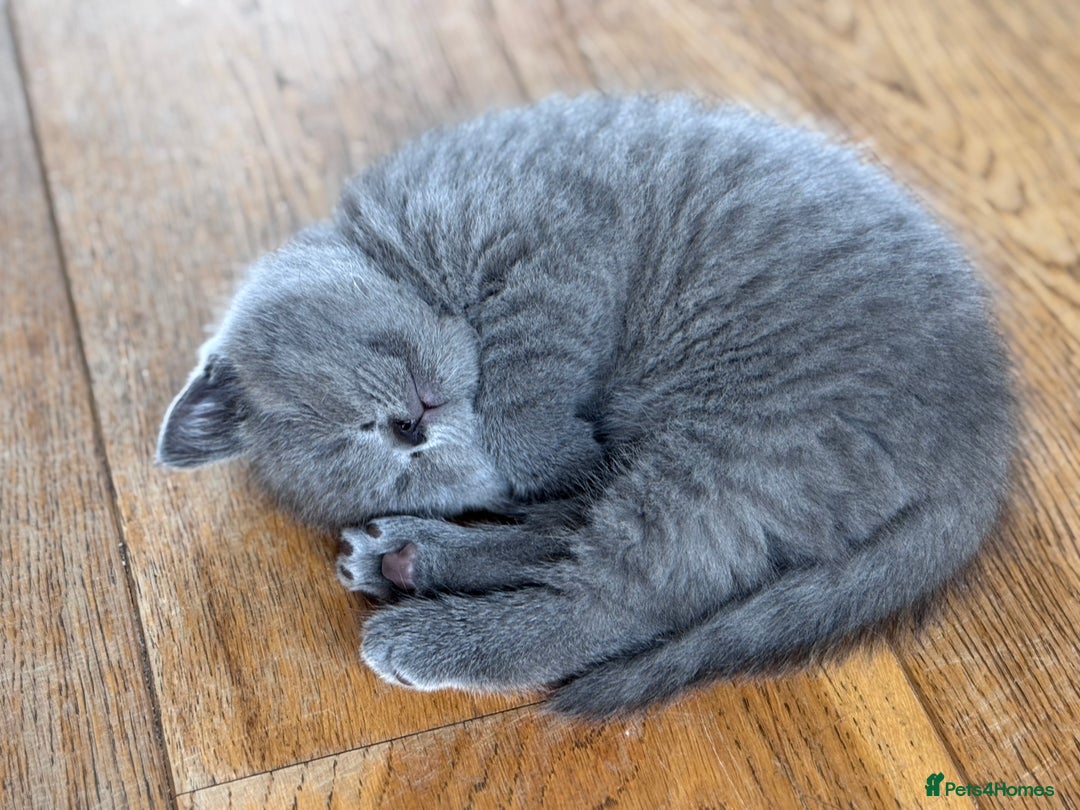 British Shorthair cats for sale: 🌟 Adorable British Shorthair Kittens – Ready! 🌟 - Image 16