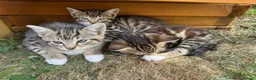 Mixed Breed cats for sale: Three beautiful kittens  - Advert 15