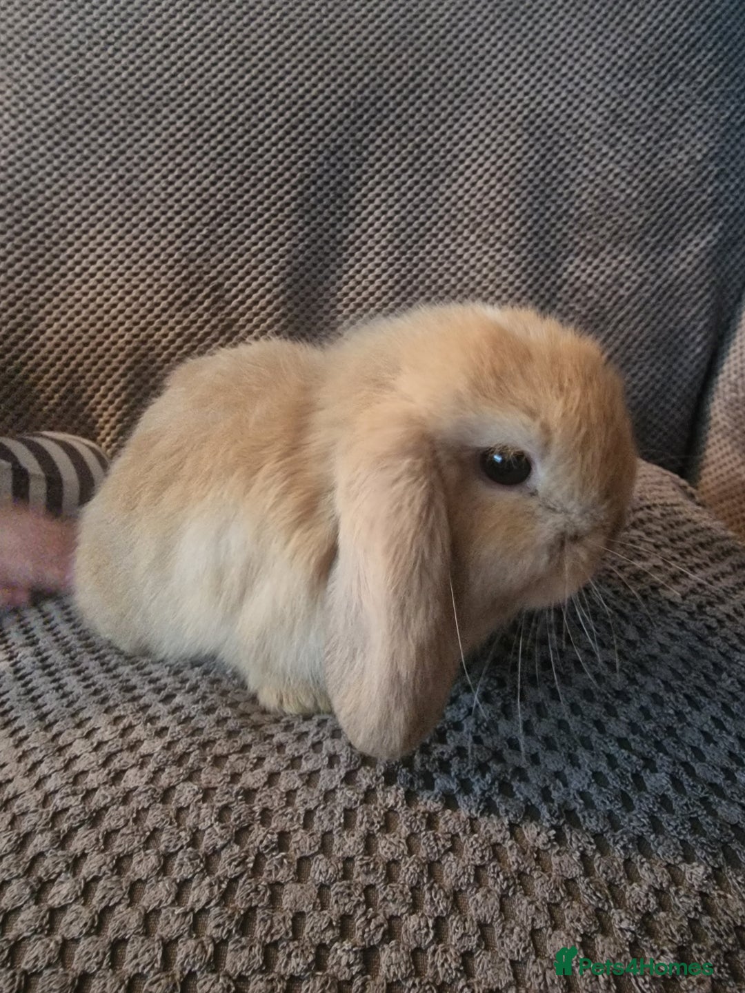 Mini Lop rabbits for sale: Baby mini lop bunnies 🐰  - Advert 1
