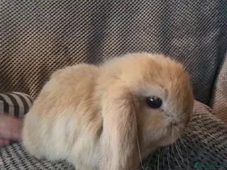 Mini Lop rabbits Baby mini lop bunnies 🐰 - Advert 1