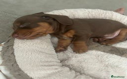 Miniature Dachshund dogs for sale: Miniature dachshund buy puppy  - Image 8