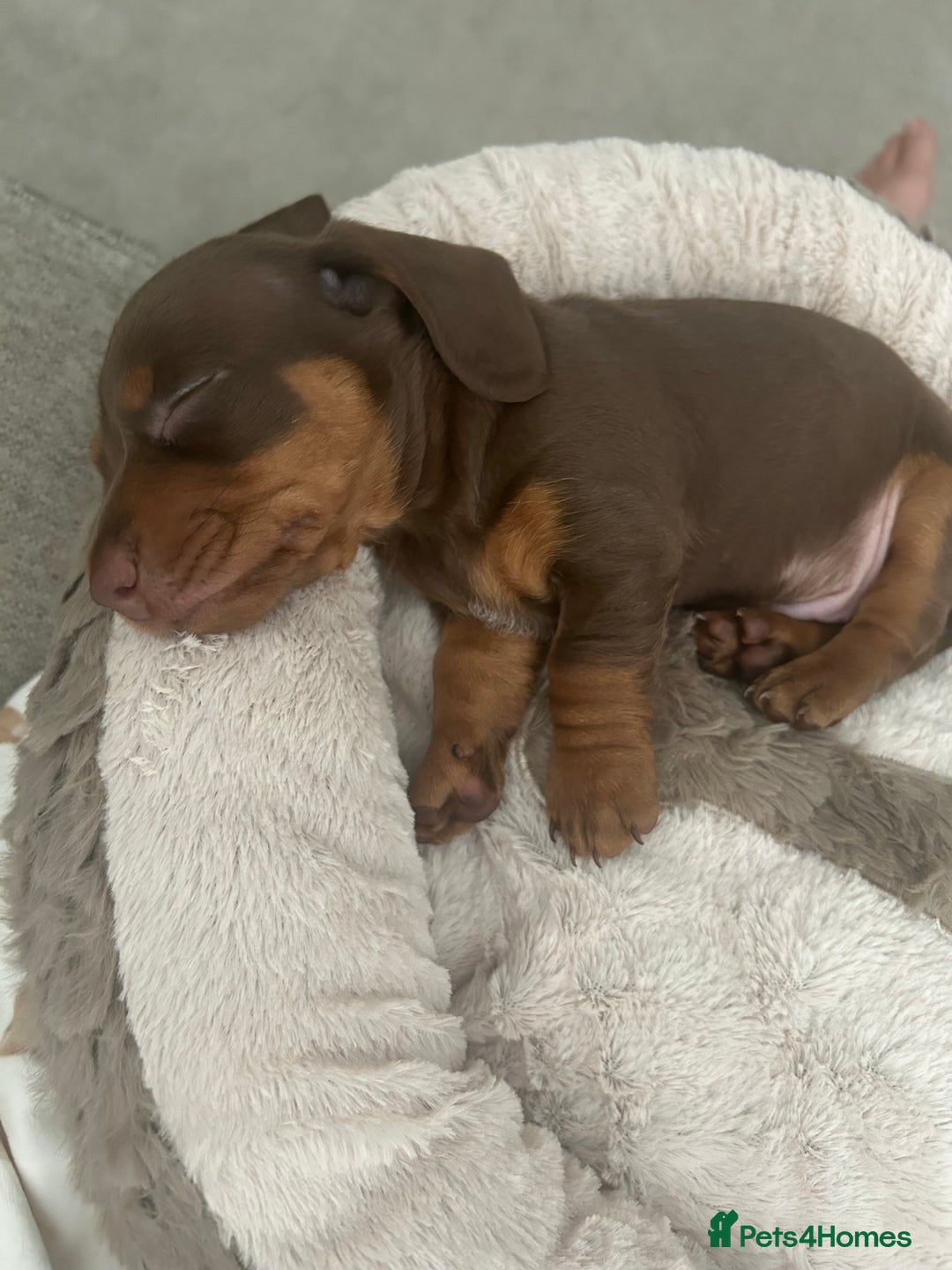 Miniature Dachshund dogs for sale: Miniature dachshund buy puppy  - Image 8