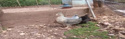 Chickens poultry for sale: Various young pullets - Advert 2